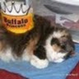 Meet your Posher, Molly